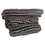 Blue Corn on the Cob - Maiz Morado 500g EL PLEBEYO