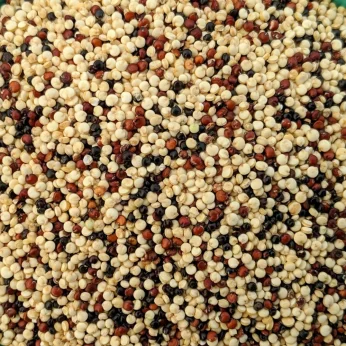 Quinoa Tricolor 500g MIKUNA